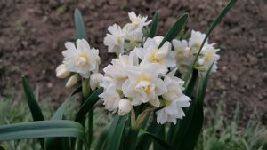 Narcissus Erlicheer, one of the most fragrant double daffodils for the garden