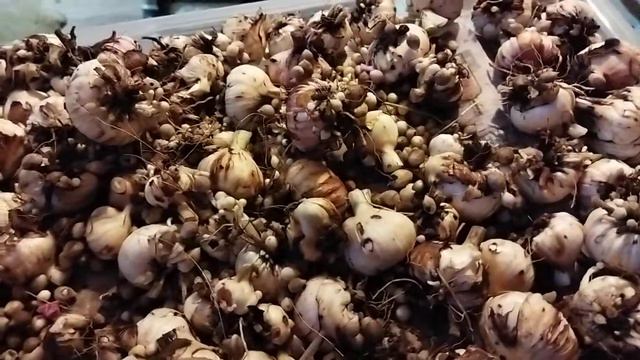 20 октября 2021 г. Про детку Голубой бабочки, результат что вырастили смотреть онлайн