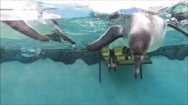 Пингвины на улице 28.09.2021 смотреть онлайн