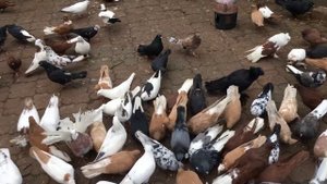 Паровать или не паровать голубей осенью? Подганиваем молодчх голубей.