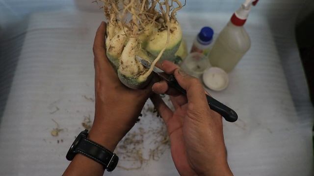 Replace Planting Media & Root Selection. Adenium Arabicum plant. desert rose bonsai смотреть онлайн