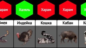 Что Харам и Халяль | Мясо животных