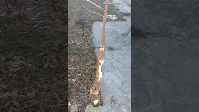 Шелковица белая(Тутовник белый), осенняя обрезка(White mulberry, autumn pruning)