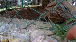 Зоопарк На Кубе