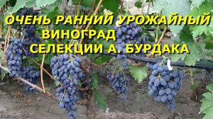 Очень ранний урожайный виноград селекции А Бурдака