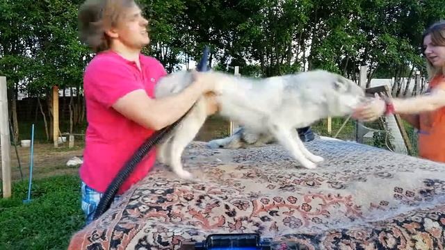 Хаски линяют?! Не, не слышал)) смотреть онлайн