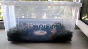 Как выбрать контейнер для улиток #улиткиахатины