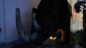 18. Гиганты Ледникового периода - Шерстистый носорог