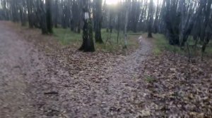 Домашний волк. Особенности содержания.