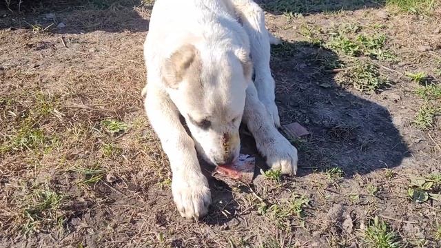 #алабай #сао ? Лёгкий перекус ? смотреть онлайн