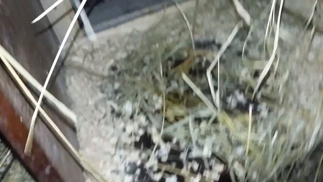 Мои куры несут яйца на вес золота .Куры породы орпингтон и мастер Грэй