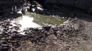 Попытка случки свиноматки после отлучки поросят,иногда бывает и так,будни свиноводства.