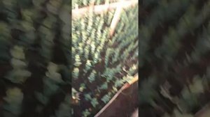 ВЫРАЩИВАНИЕ ЭУСТОМЫ В ТЕПЛИЦЕ