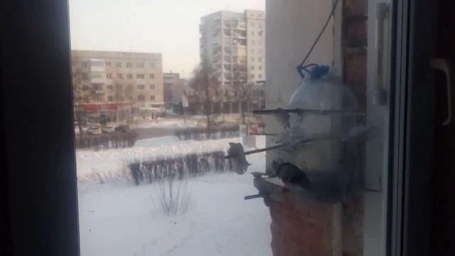 Зеленушка, новая птица в моей кормушке : )