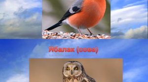 Кошлар безнен дусларыбыз.