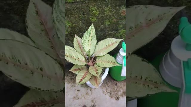 Aglaonema Cinderella