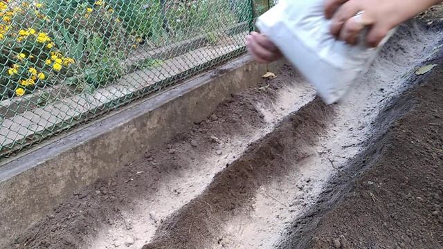 ПРАВИЛЬНАЯ ПОСАДКА ЛУКОВИЦ ТЮЛЬПАНОВ С СЕКРЕТНЫМ ИНГРЕДИЕНТОМ ДЛЯ ПЫШНОГО ЦВЕТЕНИЯ! смотреть онлайн