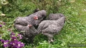 Счастливый гусенок)