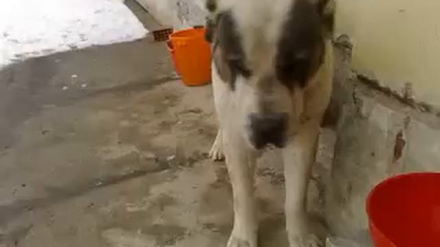 Ahtar pastore dell'asia centrale alabay смотреть онлайн