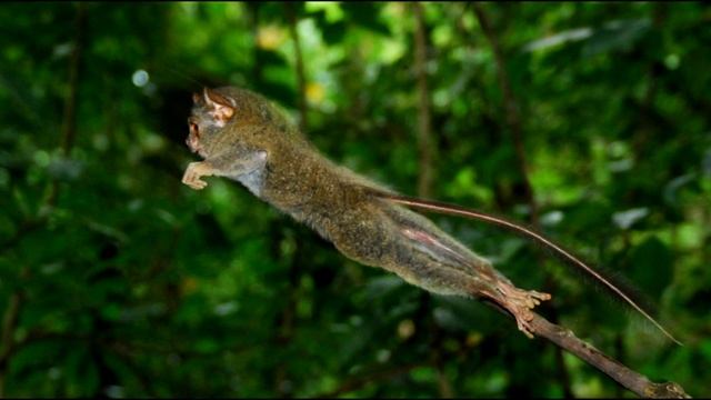 КТО ТАКОЙ ДОЛГОПЯТ или САМЫЕ ИНТЕРЕСНЫЙ ФАКТЫ О ДОЛГОПЯТАХ смотреть онлайн