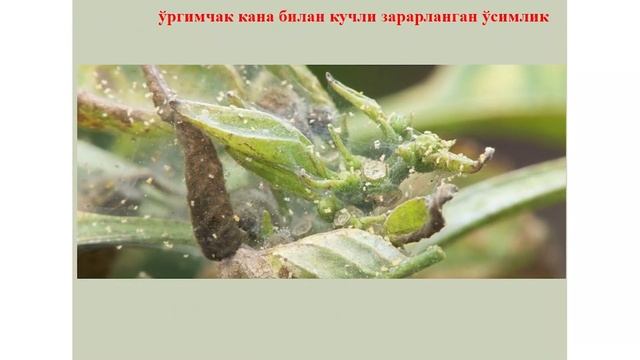 Manzarali o‘simliklarning kasallik va zararkunandalari hamda ularga qarshi kurash смотреть онлайн