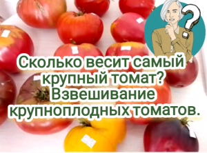 Сколько весит самый крупный томат. Взвешивание крупноплодных томатов.
