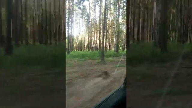 Боровушка, Еткуль. отдых с семьей, люблю их.