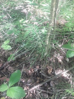 10. Хвощ луговой - Equisetum pratense