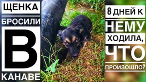Щенка кинули в канаву Неделю я к нему ходила, что произошло?