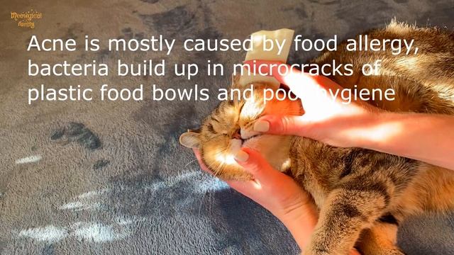 Easy Cat Acne Cleaning with Explanations