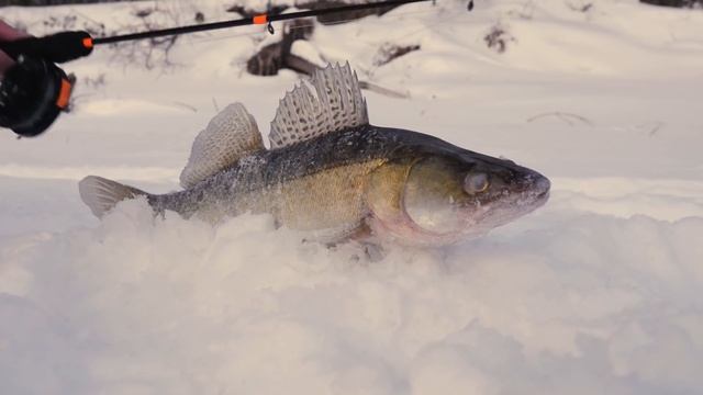 Ловля судака на реке в коряжнике | #порыбачим смотреть онлайн