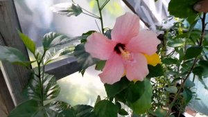 Комнатный гибискус Koenig и Гейша
