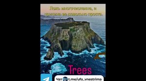 Гигантские деревья прошлого. Кремниевые деревья: скрытая история.