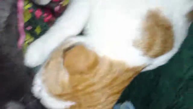 Лижет голову смотреть онлайн