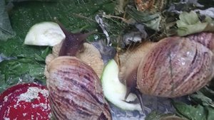 #можно ли улиткам ахатинам давать кабачок?  #какие овощи больше всего нравятся улиткам ахатинам?