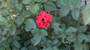 Красная роза Дортмунд.