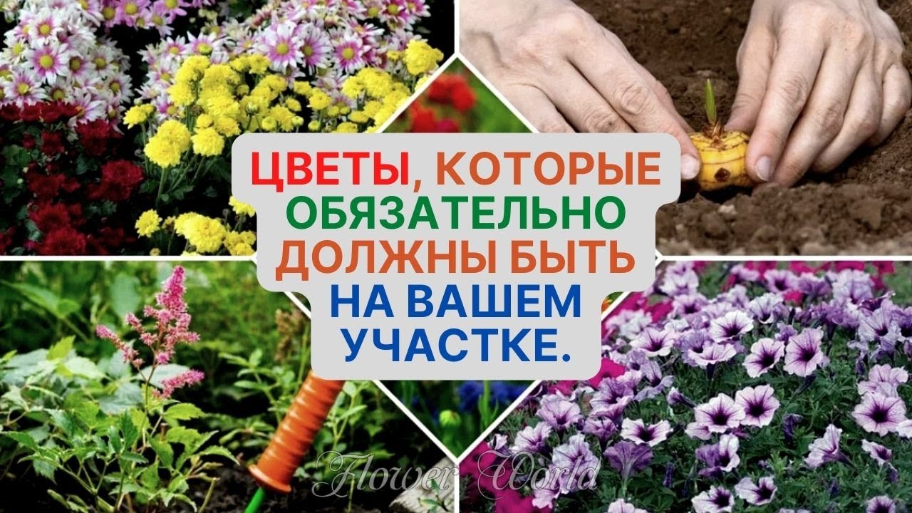 Цветы, которые обязательно должны быть на вашем участке.??