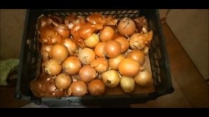 Удобрение из луковой шелухи