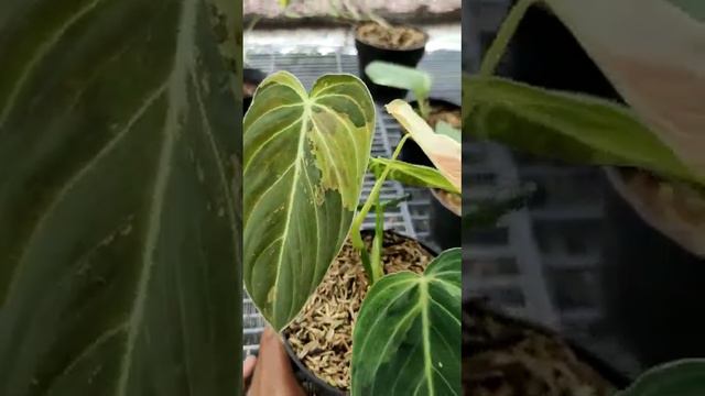 Philodendron melanochrysum | Philo melano