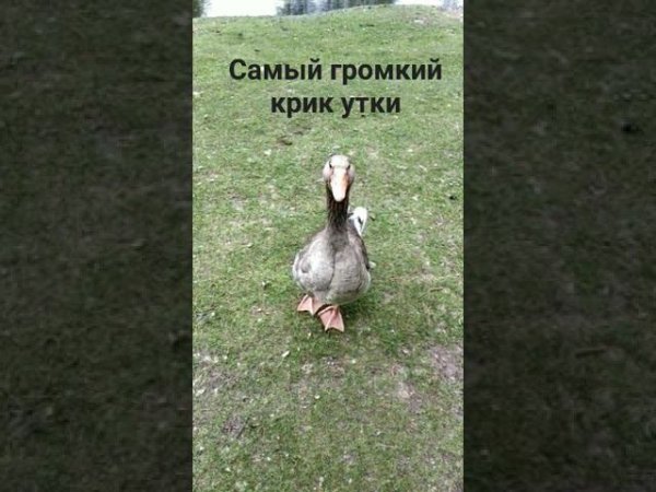 САМЫЙ ГРОМКИЙ КРИК УТКИ