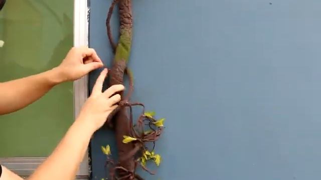 How to Install Cherry blossoms tree and Bougainvillea?