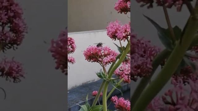 Bombyle et centranthus ruber смотреть онлайн
