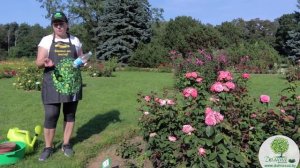 Все про РОЗЫ: правильные подкормка и уход. Особенности подкормки весной, летом и осенью