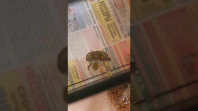 Без чего не сможет прожить красноухая черепаха?!