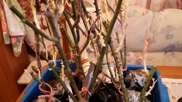 Саженцы роз после зимнего хранения.