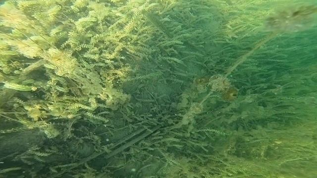 FISH, ГРЕБЕМ НА БАЙДАРКЕ,НЕУДАЧА ПОДВОДНАЯ СЪЕМКА,ВОТ ЭТО ВИД #fish #рыбалка #байдарка #съемкавидео смотреть онлайн