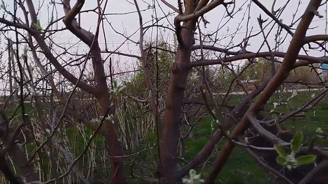 Состояние сортов яблони после зимы 2022/23 гг. смотреть онлайн