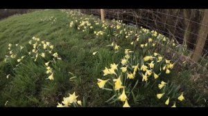 Wild Daffodils of Westerdale