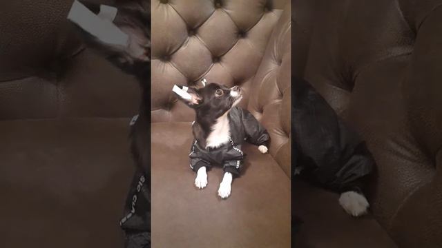 Слоник мой🐘💋❤ #Ушки #милашки #чишкималышки #чихуахуа смотреть онлайн