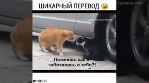 Разборки мужа и жены